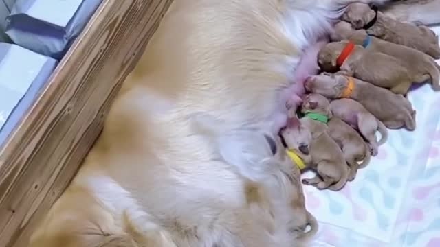 Happy Golden Retriever Dad Excited to Meet Newborn Puppies