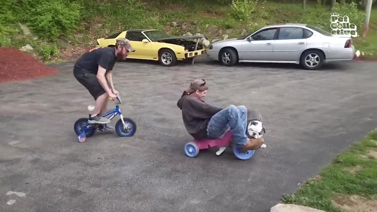 The FUNNIEST Pet Videos of 2024! 🤣 - BEST Compilation
