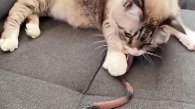Fight with sneak 🐍🐍