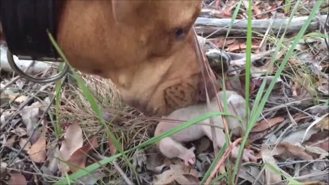 Baby Koala Bears Playing & Climbing - CUTEST