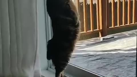 Funny animals 2023😆