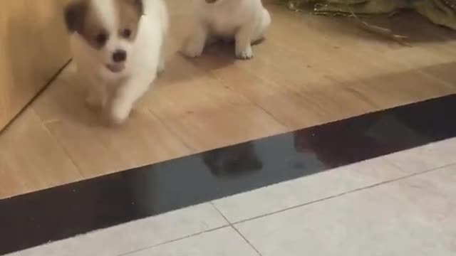 two adorable mischievous dogs