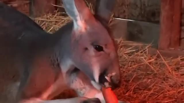 Our Pet Kangaroo Apollo - Wait For It...