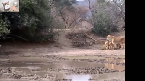 The last moments of the life of lions