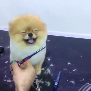 A lover of beauty 😍 are there really such patient pets?