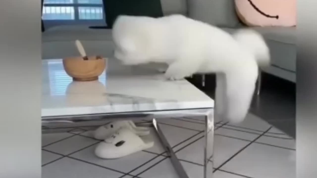 FunnyFunky Animal 😂