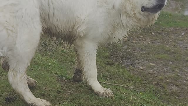 Polish Tatra sheep dog barking