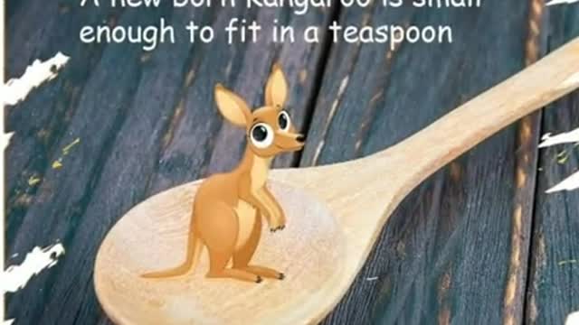 Animals fact video knowledge