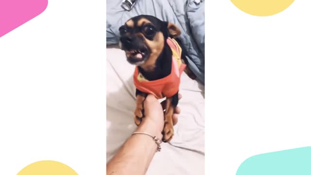 cachorros engraçados vídeos tente não rir cachorros engraçados latindo cachorros engraçados 2021pets