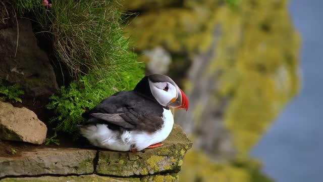 Puffin Bird Island - Polar Bird