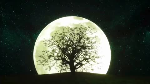 The tree under the moonlight is really beautiful