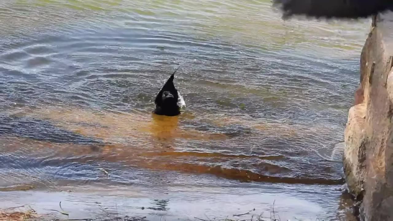 Birds are getting a drink and taking a shower.