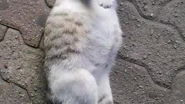 After feeding, a cute stray cat is lying on the road and trying to sleep