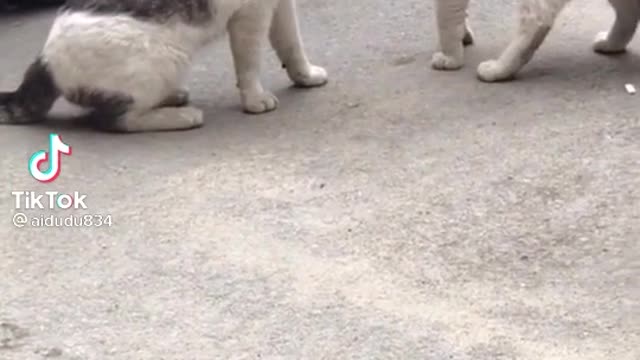 Two Funny cat fighting really