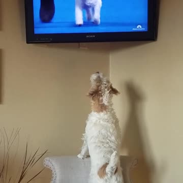 Russell Terrier amazed watching dog show on TV