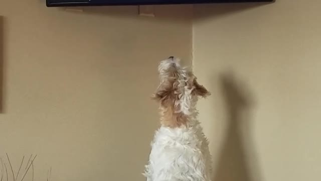 Russell Terrier amazed watching dog show on TV