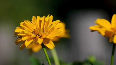 THE BEST LANDSCAPES : FIELD FLOWERS