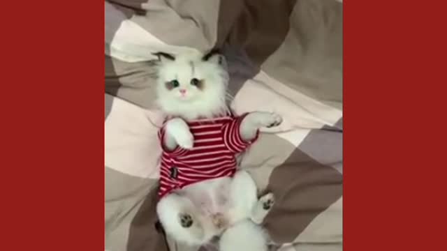 Funny video