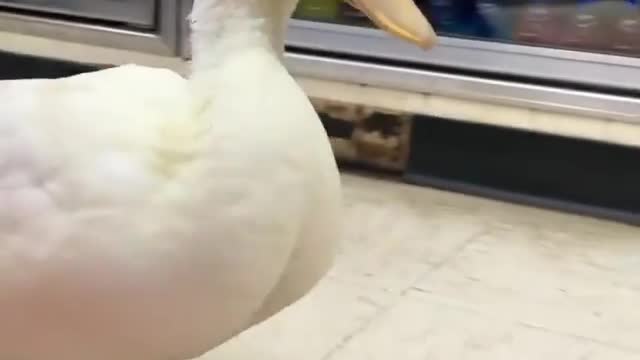 duck walk in the store