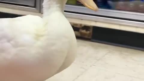 duck walk in the store