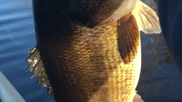 Big Spring largemouth bass