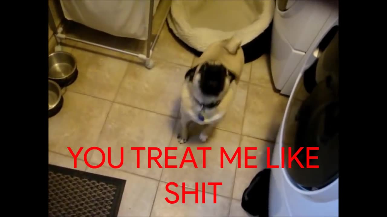 Hellhound in Disguise (A Video edit like Pug Party)