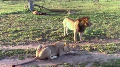 Male Lions Aggressively Attack Females During Feeding Time