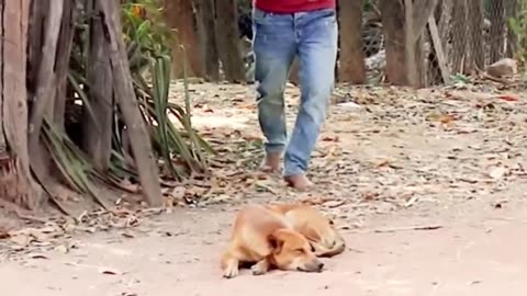 Funniest dog prank lol