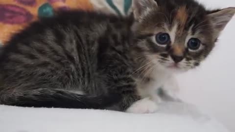 Cute baby bed meow