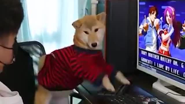 Gamer Dog