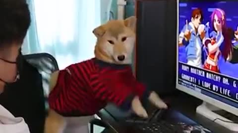 Gamer Dog