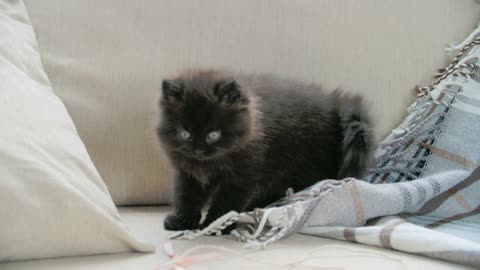 A Pet Kitten Playing With A Blanket In Bed