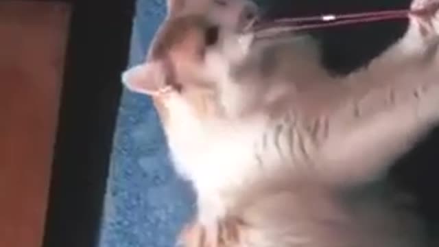 Sad and Funny cat video