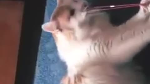 Sad and Funny cat video