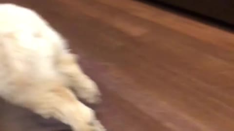 Compilation of My Puppy Playing and Enjoying But Seriously Who Plays Like This?