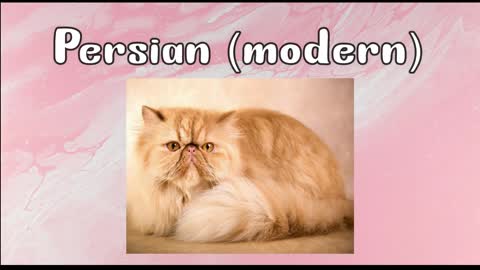 List of Cat Breeds in the World