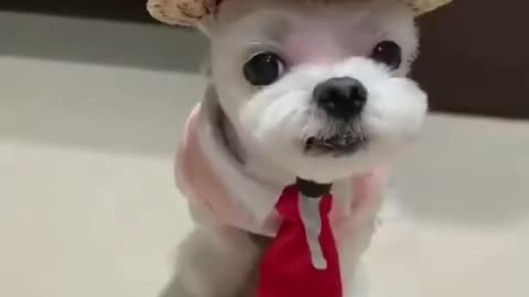 Funny videos, dog,cat,mouse