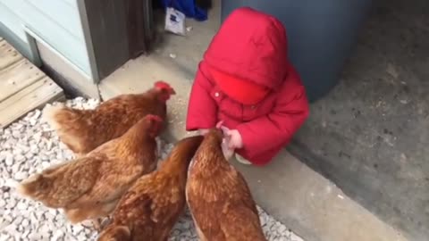 Funny video, baby with hen