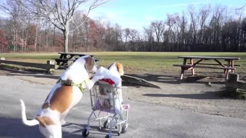 Dogs Epic Shopping Cart Voyage | Funny Dogs Maymo & Penny