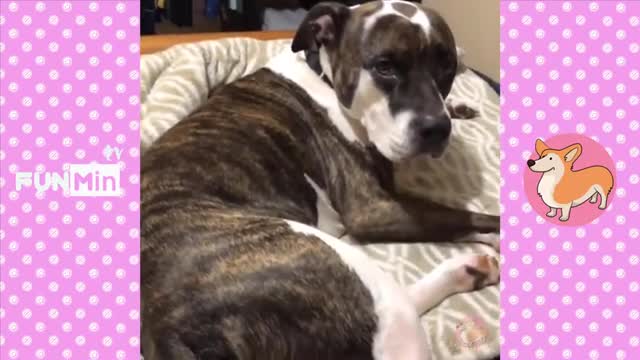 Cute dogs and cats doing funny things