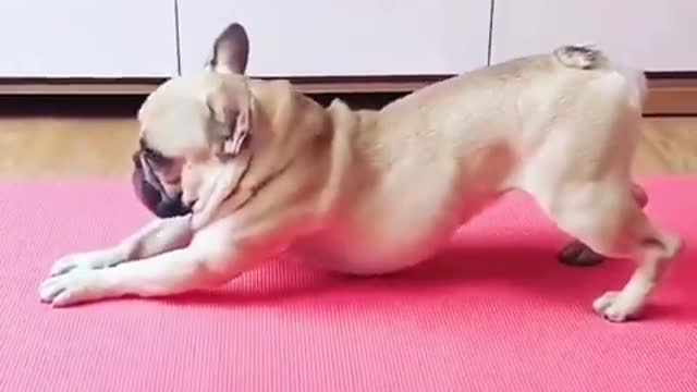 Hilarious doggy sits in a very distinguished manner