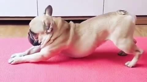 Hilarious doggy sits in a very distinguished manner