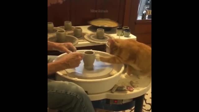 Funniest Cats And Dogs - Best Of The 2022 Funny Animal Videos.#29