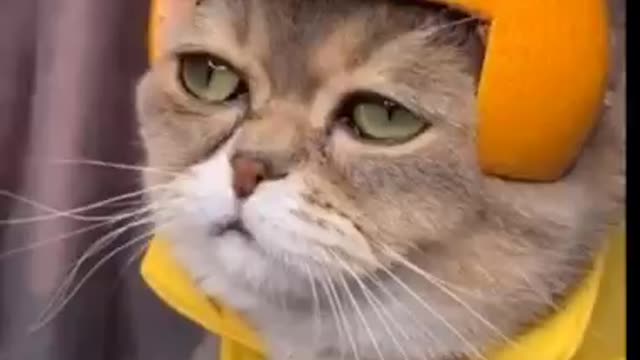 The Ultimate Viral Cat Video