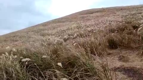 reed swaying in the wind