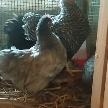 The youngest generation of my hens :-) look how cute they are!