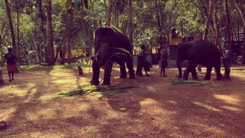 Kottoor | Elephants are here