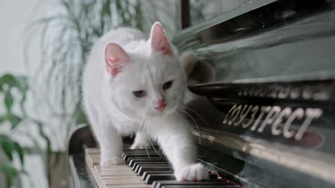 A Cat Walking Over The Piano Keys