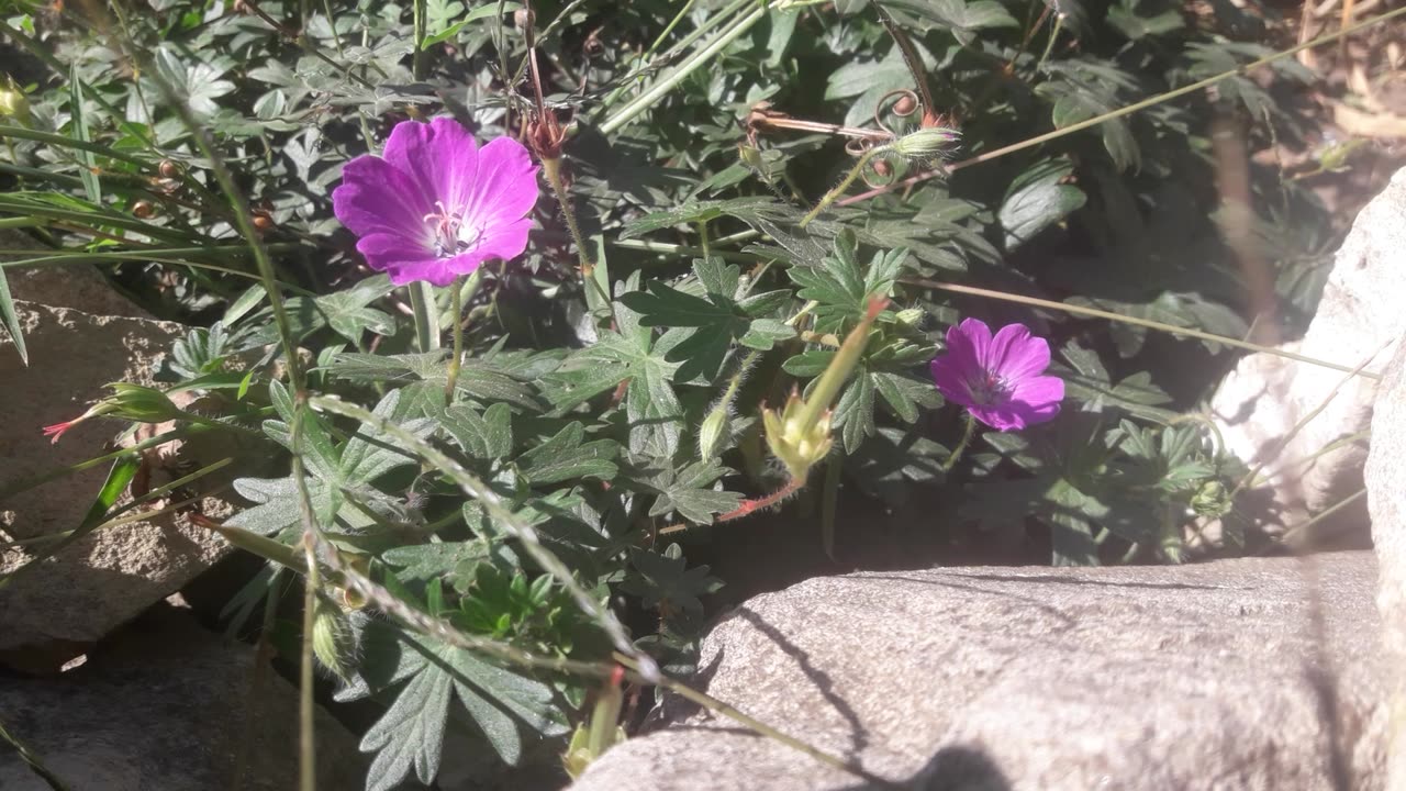 Flower and Stone