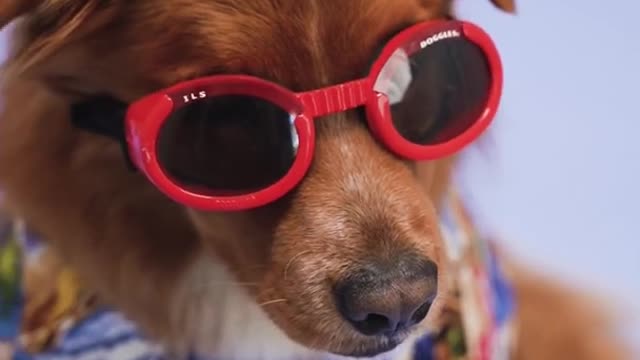 Funny stylish doggy videos